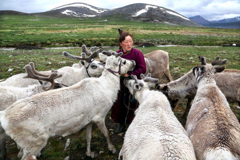 Tsaatan tribes in northern Mongolia (Also known as Reindeer herders)