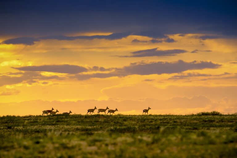 Menen steppe