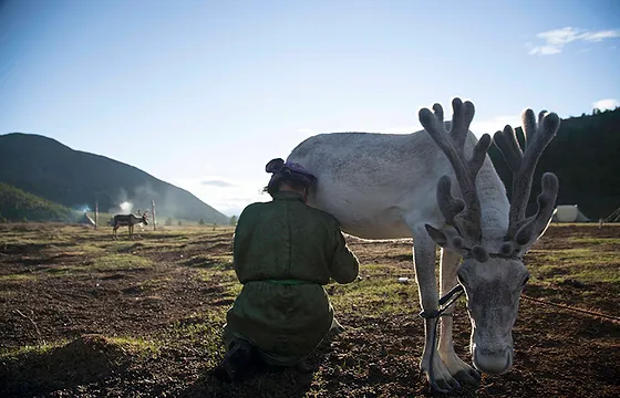 Reindeer herders