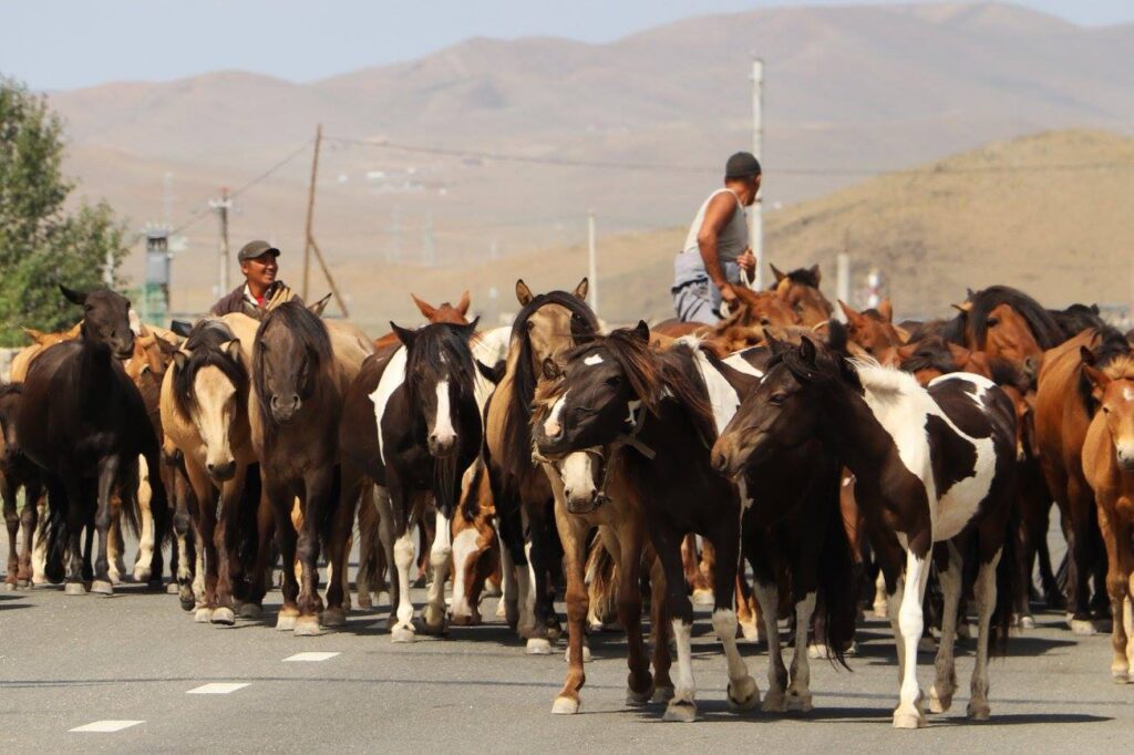 horse riding in Mongolia