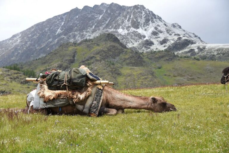 Mongolian nomads