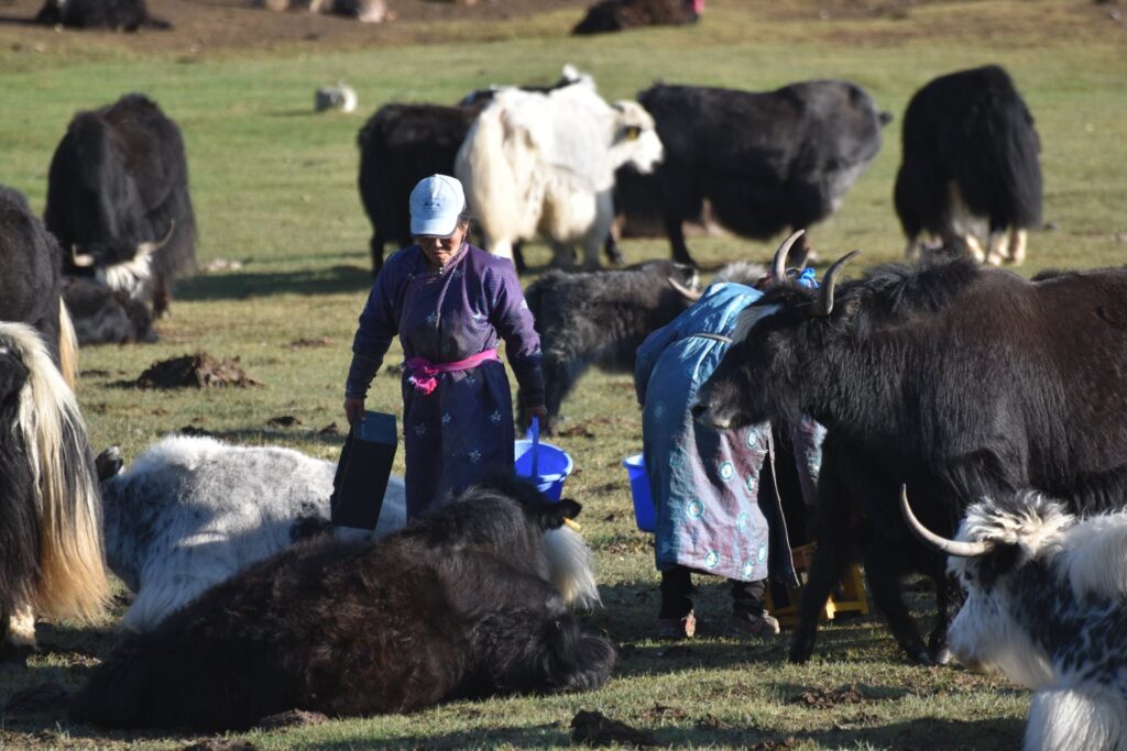 Mongolian nomads